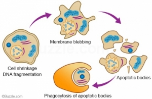 [Kim Su-dong's Science Story] Uncompetitive Cells in Our Body Choose to Commit Suicide